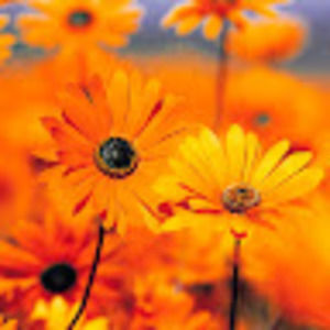 Meet your Posher, Offie